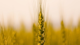 Thumbnail of post image 052