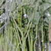 のらぼう菜 - Wikipedia